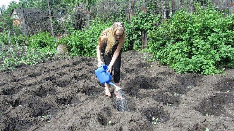 Беспахотный метод посадки картофеля