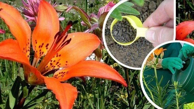 Особенности внесения подкормок для лилий в зависимости от стадии цветения