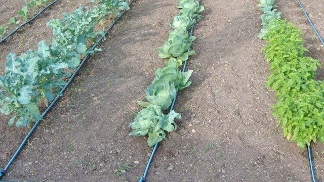Как поливать капусту: полив рассады, способы полива капусты