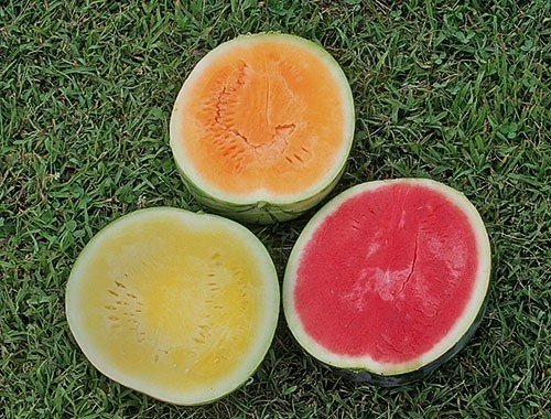 Арбуз сорт seedless watermelon