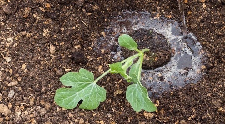 Выращивание и пересадка рассады арбузов