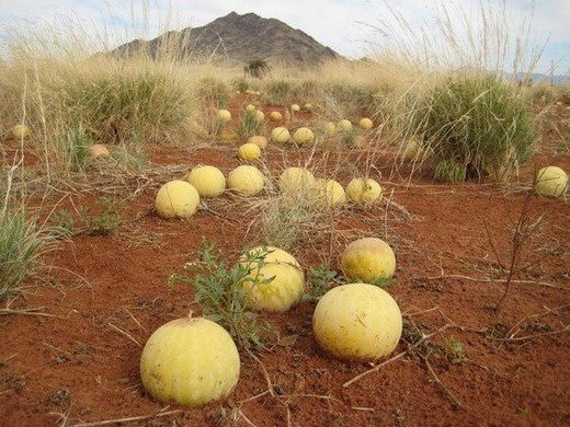 Дикие арбузы в пустыне калахари