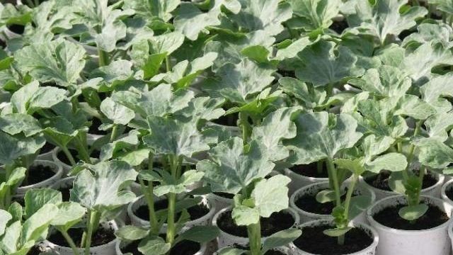 Выращивание арбузов в Подмосковье: как вырастить в теплице, посадка, уход, фото, видео