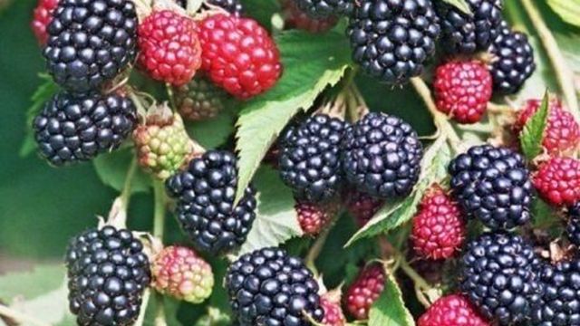 Вкусные сорта ежевики: ягоды, которые стоит посадить на участке