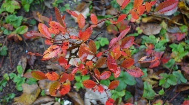 Кизильник блестящий cotoneaster lucidus осенью