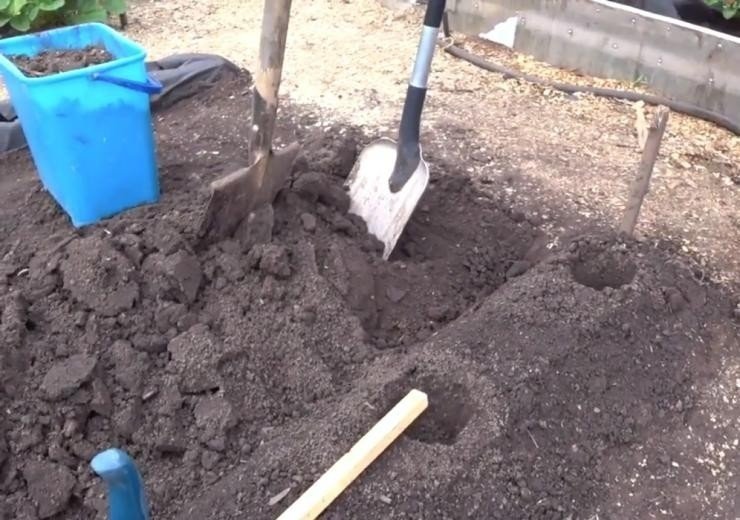 Подготовка почвы глинистой для посадки ежевики осенью