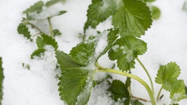 Как правильно укрыть клубнику на зиму