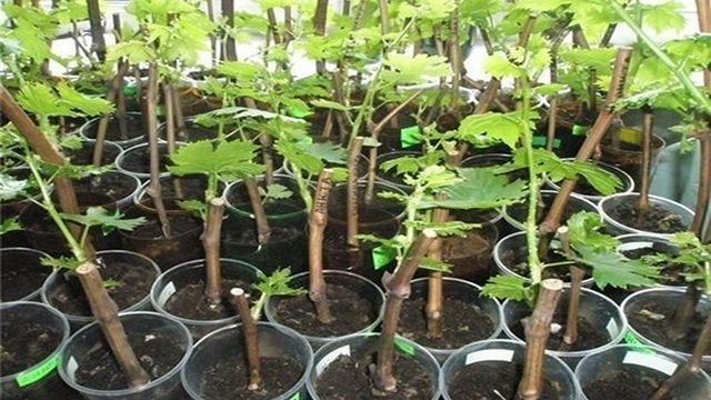 Выращивание винограда из чубуков