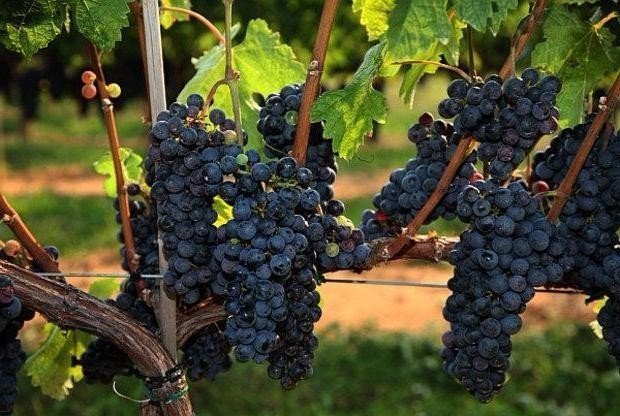 Когда собирать виноград на Урале