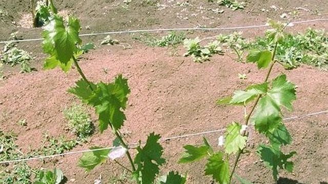 Как вырастить виноград на урале осень
