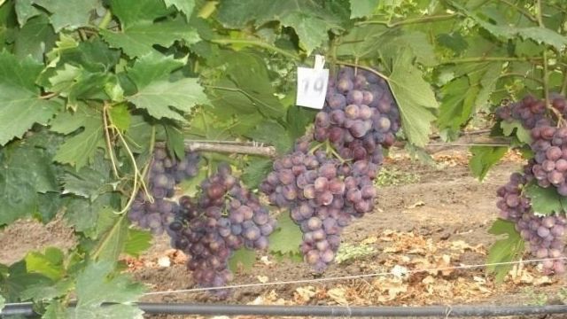 Описание сорта винограда «Подарок Несветая»