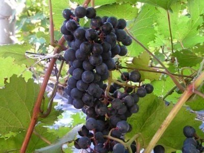 Альянико сорт винограда