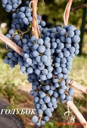 Виноград голубок шарова