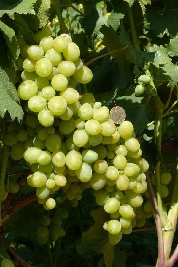 Виноград августин