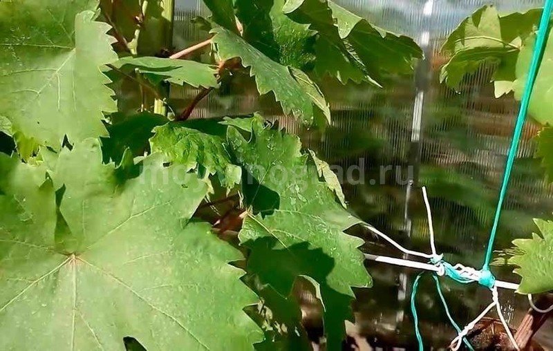 Лист лозы винограда
