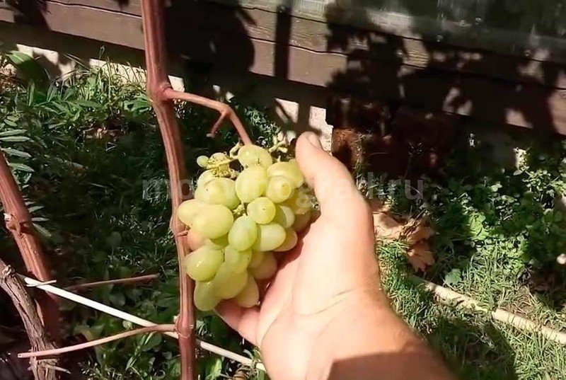 Виноград кишмиш долгожданный
