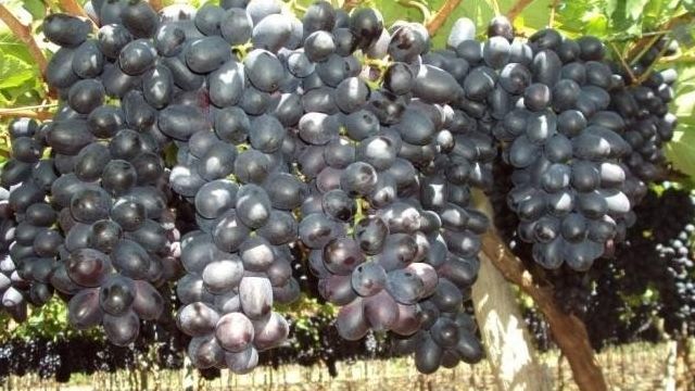 Виноград Красотка: описание сорта и уход за виноградом