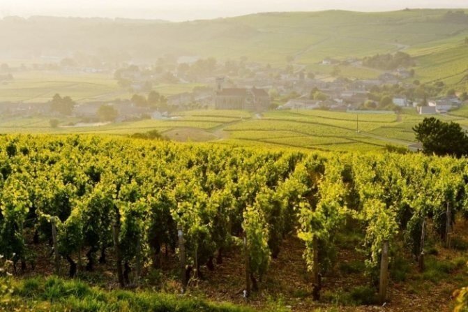 Франция бургундия виноградники