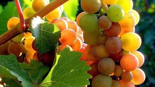 Виноград «Пино»: разновидности сорта и правила выращивания