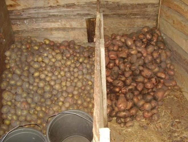 Закрома для картофеля в погребе