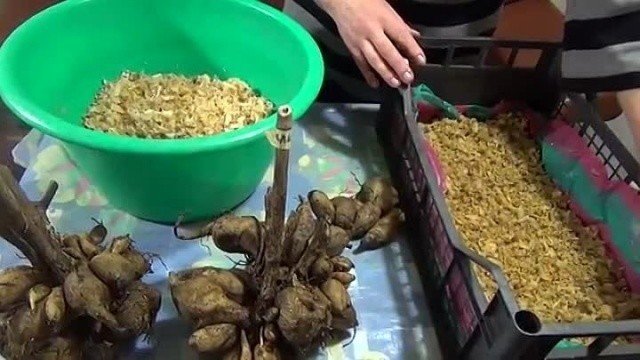 Приготовление корма для кур из улиток