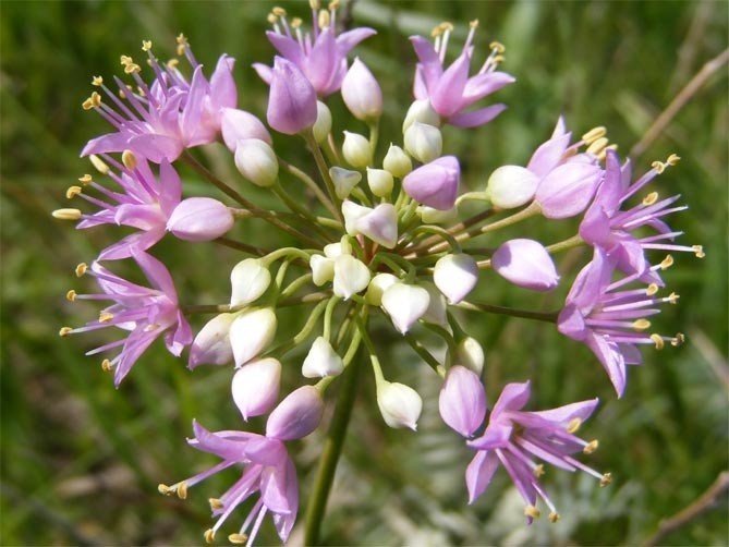 Allium lusitanicum