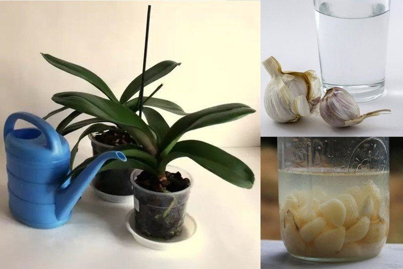 Орхидея фаленопсис без грунта