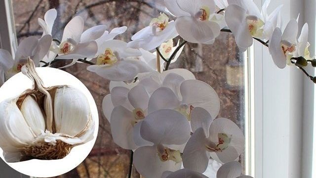 Чесночная вода для орхидей: полив для подкормки, профилактики болезней и вредителей и реабилитации погибающих растений