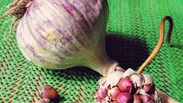 Особенности выращивания чеснока из бульбочек