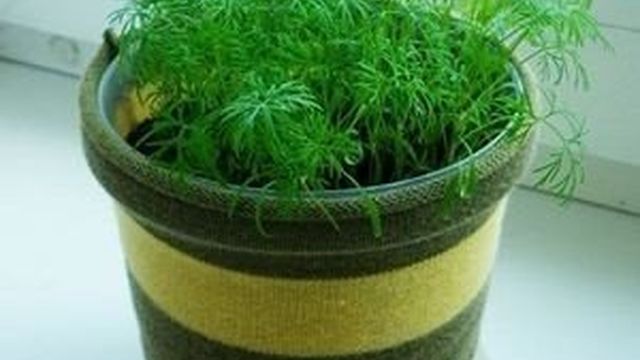 Укроп на подоконнике — выращивание из семян