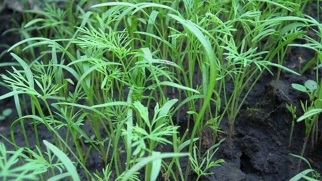Как сажать укроп в открытый грунт, выращивать укроп из семян